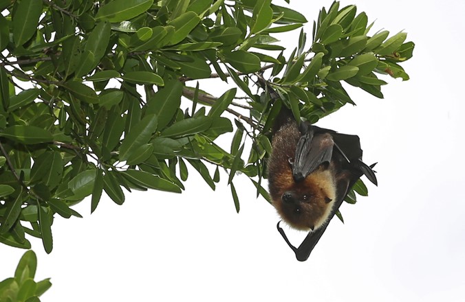 Anse Quitor Bats.JPG